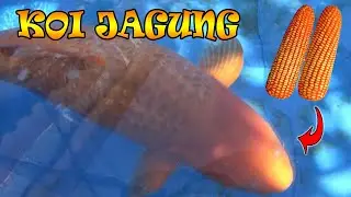 KOI KARASHI JAGUNG Ukuran JUMBO - REVIEW