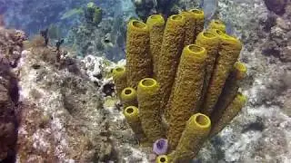 Cayman Brac Dives April 2018