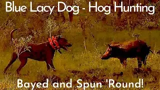 Blue Lacy Dog Hog Hunting - Bayed and Spun 'Round