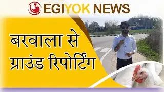 बरवाला पोल्ट्री फार्मों की वर्तमान स्थिति | Ground reporting from Barwala | Egg production hub |