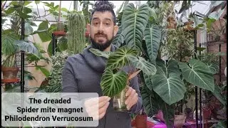 Philodendron Verrucosum care, propagation and pests