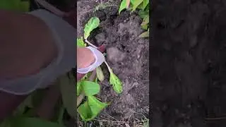 Phytolacca americana or (Pokeweed) is poison
