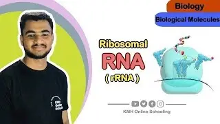 Ribosomal RNA| Types of RNA | Nucleic Acids| #biology #zoology #ncert #neet #mdcat #mcqs #exam 
