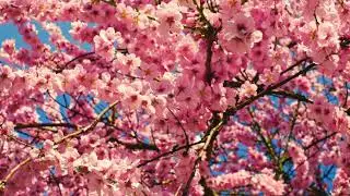 CHERRY BLOSSOM- FREDDIE GIBBS/JPEGMAFIA TYPE BEAT