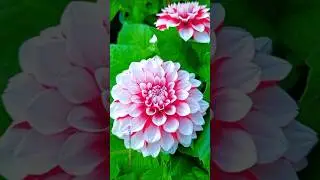 God&rsquo;s Creation | Most Beautiful Flowers in Nature #shortvideo