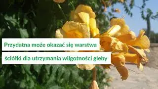 Milin amerykański - jak uprawiać to pnącze?
