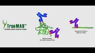 Product Overview: TrueMAB Antibody