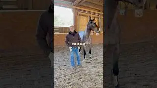 Wie am Besten mit der Freiarbeit anfangen🐎 Das schnelle Tutorial zum nachmachen! Eure Erfahrungen⬇️