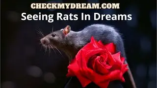 What does it mean when you dream about rats