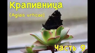 Метаморфоз крапивницы (Aglais urticae). Часть 9. Вылупление бабочки из куколки.