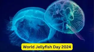 World Jellyfish Day 2024