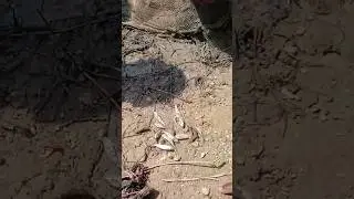🐠🎣 fishunting in river with wild villagers fishing group #fish #fishing #viral #shorts #tharufishing