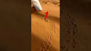Man Finds Mysterious Marks in Desert | Sandfish Discovery in Desert | Nature #shorts #shortsfeed