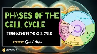 Introduction to the Cell Cycle - Phases of the Cell Cycle | G1- S- G2-Interphase | Mitotic Phase
