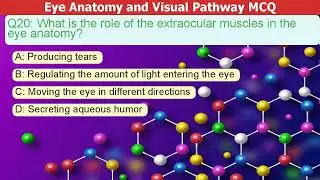 Eye Anatomy and Visual Pathway MCQ Practice Questions