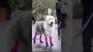 My Pink Walkee Paws dog boot Leggings #dog #trending #doge #trend #shortsvideo #dogshows