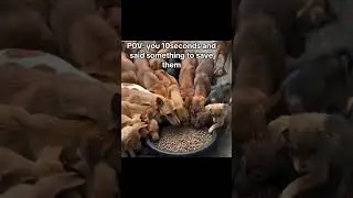 pov your kind soul watching this video 5x times and help us get some food for my babies #petlover