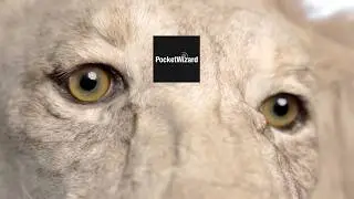 PocketWizard - Photoshoot Recap Promos (Lion&rsquo;s Breath)