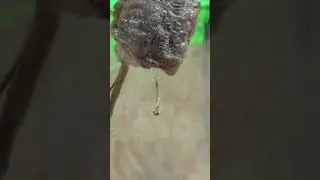 Praying mantis Hatching out of egg sack