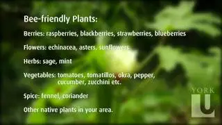 Why and how to make your garden bee friendly