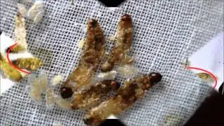 Biocontrol Parasitoids   Bracon Telugu   NIPHM