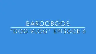 Barooboos &ldquo;Dog Vlog&rdquo; Episode 6