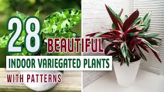 28 Beautiful Indoor Variegated Plants with Patterns