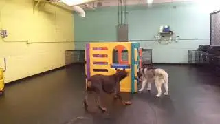The Barking Lot - 1/25/20 - 01233
