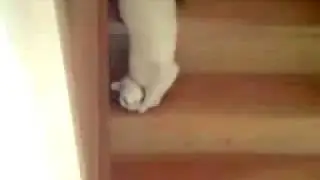 Slinky Cat with Slinkity Sound!