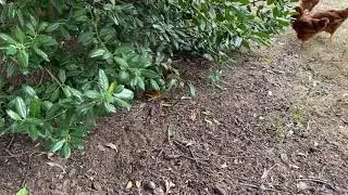 Rhode Island Reds Play By The Big Bush