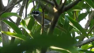 Gray-crowned Palm-Tanager