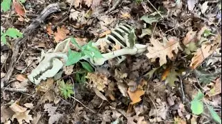 Scary Unknown Skeleton : Animal Bones found in the North Maine Woods October 2024