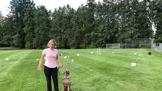 Brynn - AKC RAV-5 advanced