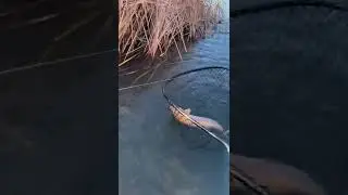 Wasn&rsquo;t going to let my first lightning trout slip away , the water was freezing but it was worth it