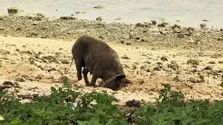 Famous fishing pigs from Tonga Costa Deliziosa World Cruise 