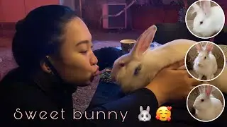 Lucky the sweet Bunny