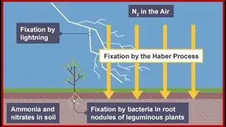 CPGET BOTANY- NITROGEN METABOLISM - N2 FIXATION - Dr.K.RANI GDC (A),SIDDIPET