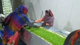 Frozen Vegetables Processing Green Pea Line by Mahatma Brijmohan Technicals, India
