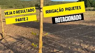 mostrando minha irriga&ccedil;ao por aspersao [ pastejo rotacionado ] vacas de leite  parte 2