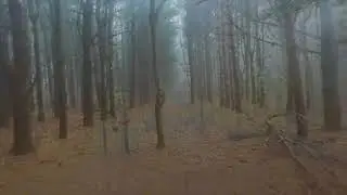 Dead Trees in Fog - House of Thorns (1986)