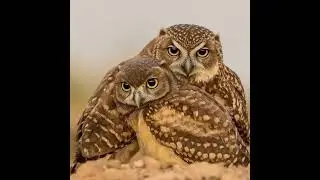 You Can&rsquo;t Skip These Wild Animal Moments 😂⏭️🦊#FunnyAnimals #WildlifeFun #ViralClips #LOL #Trending