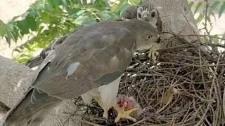 Mother eagle bird feeding baby pigeon to her kids #birds #video #nature #cutebaby #youtube #love