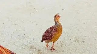 DHKHNI TÉÉTÃR teetar sound voice speaking@Birdslovers4 full size full mast zil BAAz gamer,