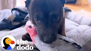 Dog Keeps Hugging His New Parrot Friend | The Dodo
