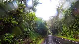 New Zealand: Egmont National Park to Piopio Tui Camp Park  rainy scenic drive 4k