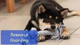 RESOURCE GUARDING - How to prevent and correct food or toy aggression | PLANET PUP