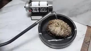 Resurrection plant Selaginella lepidophylla