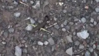Dobsonflies Larvae Hellgrammite