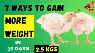 7 Ways to Increase the Body Weight of Broiler Chickens 🐔