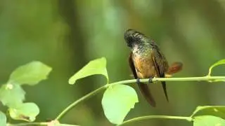 Buff-Bellied Hummingbird